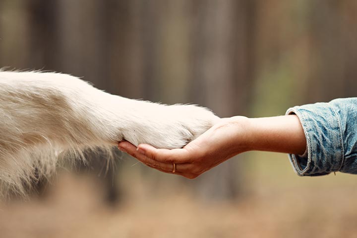 Patte dans la main, association de Colombier Saugnieu qui a pour but de favoriser la relation homme / animal, renforcer le bien-être humain et le bien-être animal